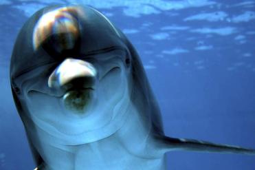 Unidentified bottlenose dolphin/istock, The Boston Globe 