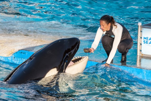 Lolita and unidentified trainer, Miami Seaquarium, undated/ventdusud, Shutterstock, Salon