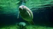 Manatee & calf, Crystal River, FL, undated/Rick Loomis, Los Angeles Times