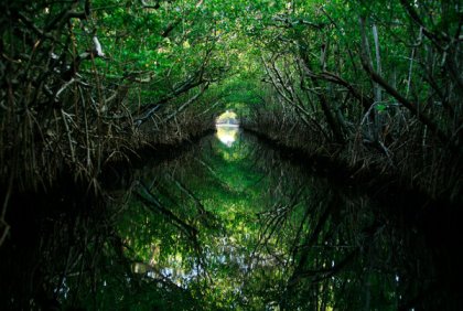 Mangrove Forest, Everglades, FL, undated/Barbara P. Fernandez, The New York Times