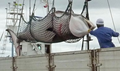 Slaughtered Minke whale being unloaded in Kushiro, Japan, undated/AP, The Guardian