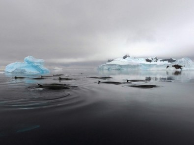 Minke whales, Antarctica, undated/Ari Friedlaender, Science