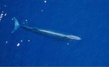 Newly discovered species of Bryde's whale, Gulf of Mexico, undated/ NOAA Southeast Fisheries Science Center, Chron