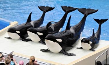 Unidentified captive orcas, undated/REX, Image Broker, The Guardian 