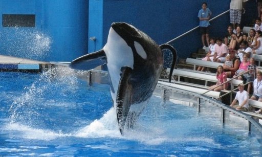Tilikum, SeaWorld Orlando, undated/ Mathieu Belanger, Reuters, The New York Times