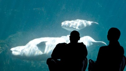 Vancouver Aquarium, undated/John Healy, Vancouver Aquarium