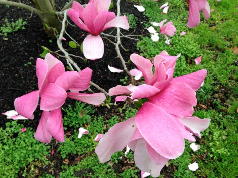 Magnolias, Barnes Museum, Philadelphia, PA/GK Wallace