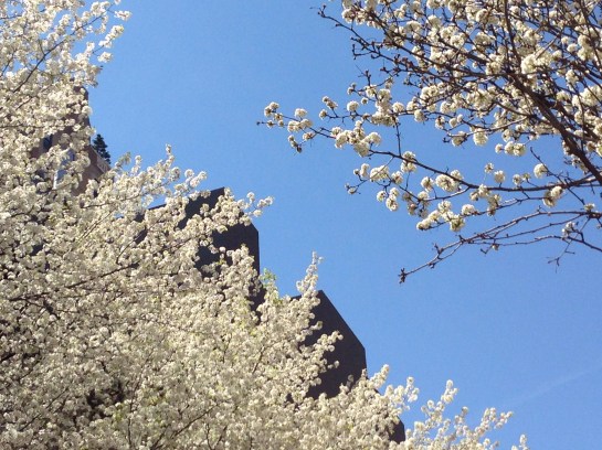Callery Pear Trees, Greenwich Village, NYC/GK Wallace