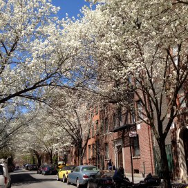 Callery Pear, Greenwich Village, NYC/GK Wallace