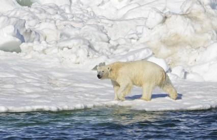 Polar Bear, Chukchi Sea, Alaska, June 15, 2014 / Brian Battaile, USGS, AP, The Washington Post / Click to learn more. 
