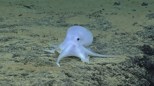 Octopod photographed at depth off Hawaii / NOAA Office of Ocean Exploration and Research, Hohonu Moana 2016 / Click to learn more.