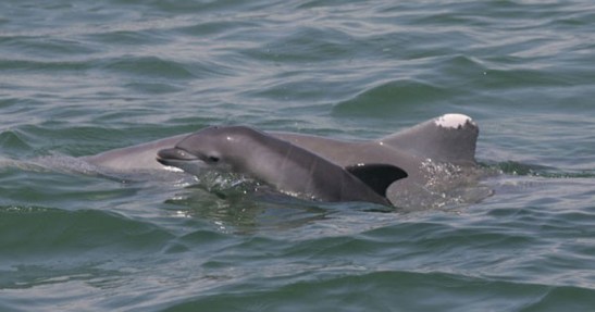 Bottlenose dolphin mother and calf, Gulf of Mexico, undated / NOAA, Wisconsin Gazette / Click to learn more.
