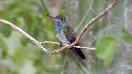 Honduran Emerald Hummingbird / Dominic Sherony, Wikicommons, Nature / Click for more.