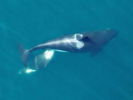 Female Southern Resident orca nursing calf, undated / NOAA, The Bellingham Herald / Click to learn more.