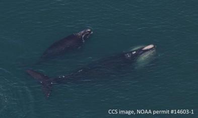 Right whale and calf, Cape Cod Bay, 2016 / Center for Coastal Studies, NOAA Permit # 14603-1, Wicked Local Provincetown / Click to learn more.