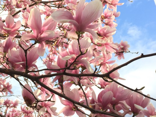 Magnolias, Jackson Square Park, NYC, March 25, 2016 / GK Wallace
