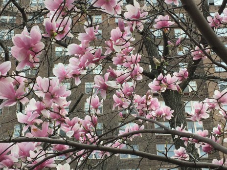 Magnolia Tree, Jackson Square Park, March 25, 2016 / GKWallace