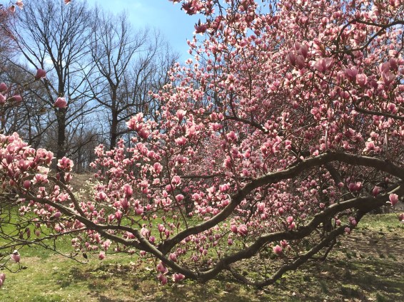 Magnolia Grove, New York Botanical Garden, Bronx, NY, March 26, 2016 / GK Wallace
