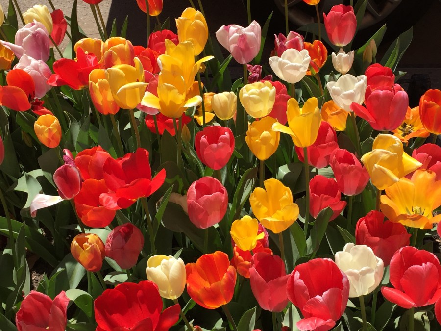 Tulips, West 13th Street, Greenwich Village, NYC 4/18/16