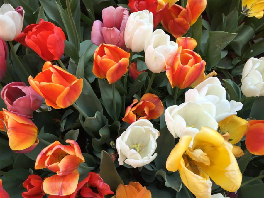 Tulips, West 13th Street, Greenwich Village, NYC, 4/20/18 / Click to enlarge.