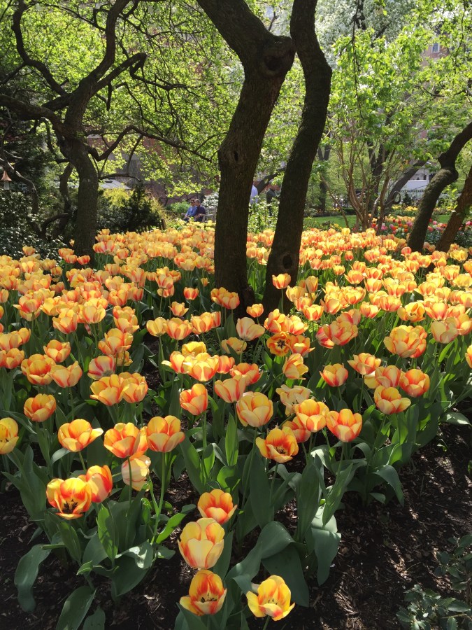 Jefferson Market Garden, Greenwich Village, NYC 4/22/16