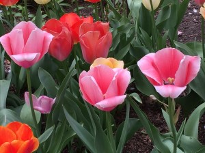 Jefferson Market Garden, Greenwich Village, NYC 4/22/16