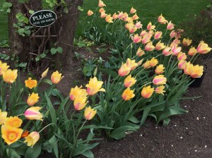 Jefferson Market Garden, Greenwich Village, NYC 4/22/16