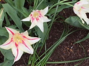 Jefferson Market Garden, Greenwich Village, NYC, 4/22/16