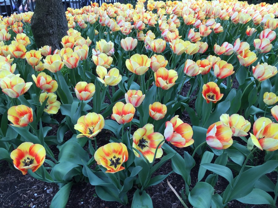 Jefferson Market Garden, Greenwich Village, NYC 4/22/16