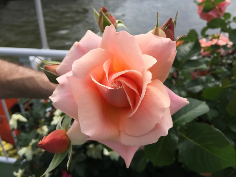 Chelsea Piers, New York City, Memorial Day, May 30, 2016