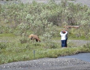 Hikers in Denali fend off approaching bear, June 19 / Betty Snyder, Craig Medred / Click to enlarge and see more.