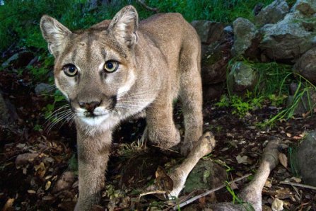 Remote-camera image of female western cougar, Santa Monica Mountains, February 2015 / National Park Service, AP, The Christian Science Monitor / Click to enlarge and learn more.
