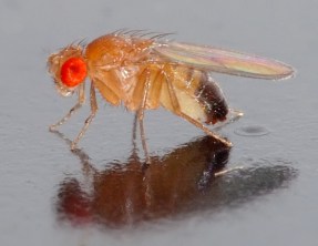 Drosophila melanogaster fly / André Karwath, Wikipedia / Click to enlarge.