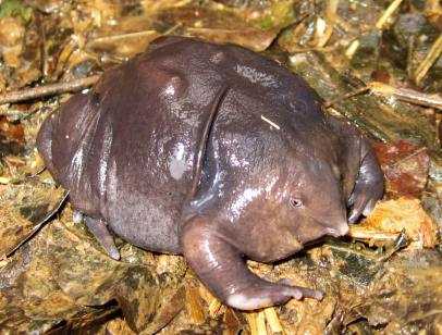 Purple frog / Wikimedia Commons, Inverse / Click for more. Purple frog / Wikimedia Commons, Inverse / Click for more.