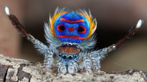 Peacock spider, Australia / Jurgen Otto, EarthSky.org / Click for more. Peacock spider, Australia / Jurgen Otto, EarthSky.org / Click for more.