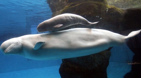 Unidentified beluga mother and calf / M. Spencer Green, AP, Orlando Sentinel / Click for more.