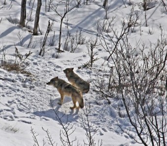 Last 2 wolves on Isle Royale National Park, Michigan, February 27, 2017 / Rolf Peterson, Michigan Tech, Michigan Radio / Click for more.