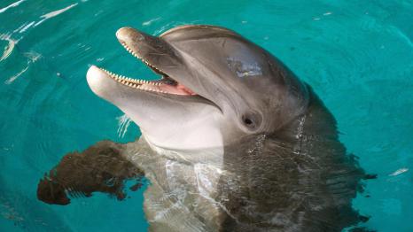 Bottlenose dolphin Nani, National Aquarium, undated / The Baltimore Sun / Click for more.