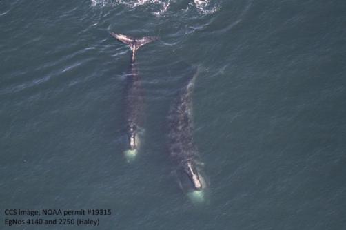 Right Whales off Cape Cod, Feb 14, 2017 / NOAA, Vineyard Gazette / Click for more. 