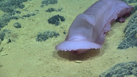 Sea Cucumber, March 24, 2017 / NOAA Office of Ocean Exploration and Research, Discovering the Deep: Exploring Remote Pacific MPAs / Click for more.