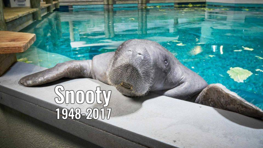 Snooty, South Florida Museum, undated / Click for more.