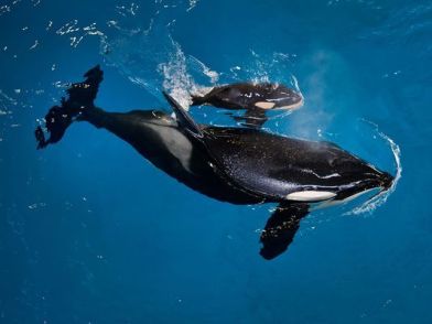 Captive Orca Takara and new calf, SeaWorld San Antonio, April 19, 2017 / SeaWorld, AP, USA Today / Click for more.