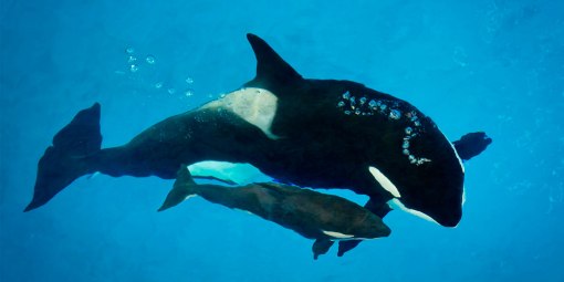 Tamara with baby Kyara, SeaWorld San Antonio, undated / SeaWorld Cares / Click for more.