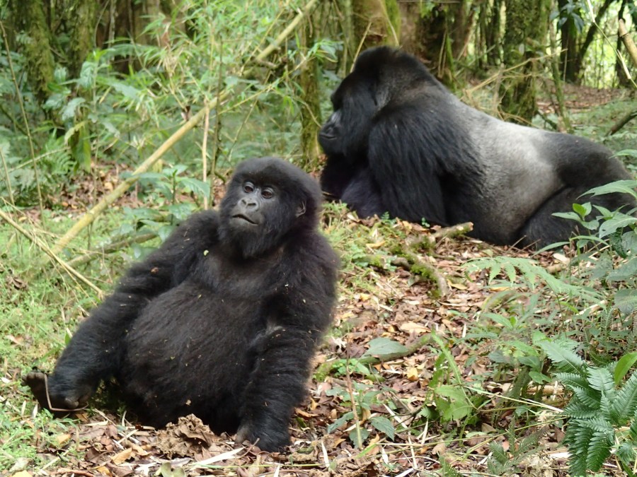Mr. Lucky & female, Hirwa Group, Volcanoes NP 1/20/18