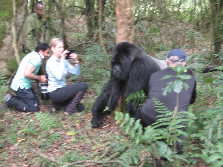 Silverback Mr. Lucky walking past trekkers to check on his kids, Hirwa Group, Volcanoes National Park