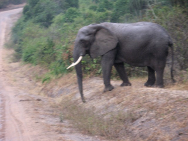 Lucky sighting of elephants crossing road, Mweya Peninsula, Queen Elizabeth NP