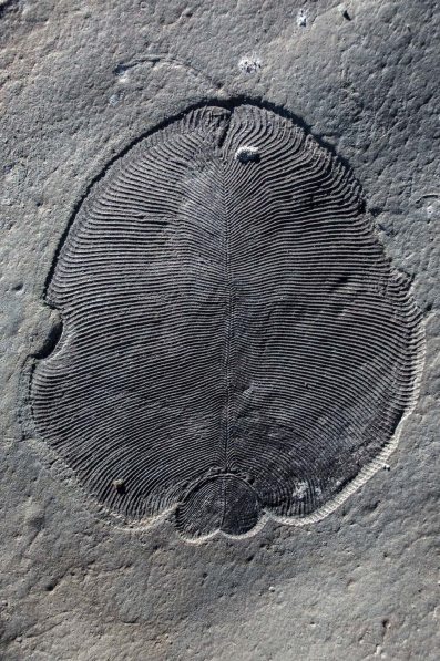 Dickinsonia Fossil / Bobrovskiy, et al, COSMOS / Click for more. Dickinsonia Fossil / Bobrovskiy, et al, COSMOS / Click for more.