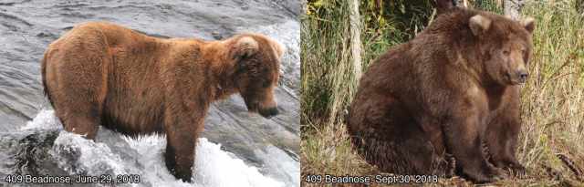 409 Beadnose, Winner of Katmai National Park 2018 Fattest Bear Contest / Katmai National Park and Preserve, The Washington Post / Click for more.