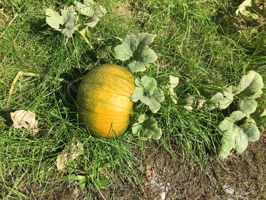A friend's pumpkin patch, Hillsdale NY, Friday Oct. 5, 2018