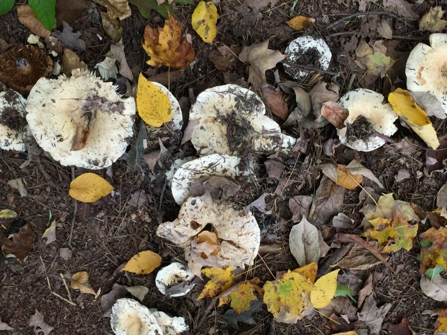 Umpachene Falls, New Marlborough MA, Sunday Oct. 7, 2018